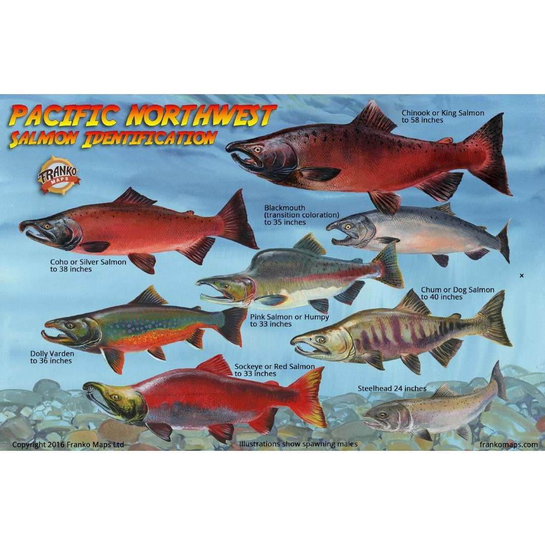 Outdoors / Travel & Recreation Guides Field Guides Fish & Sealife
