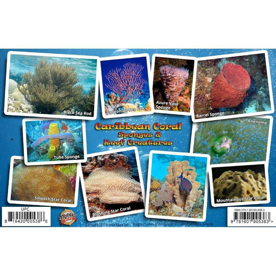 Coral Identification Chart