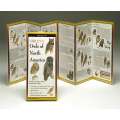 Sibley's Owls of North America (Folding Guides)