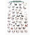 Northwest Coastal Water Birds  (Laminated 2-Sided Card)