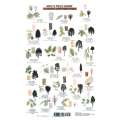 Northwest Trees  (Laminated 2-Sided Card)