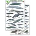 Mexico Field Guide: Baja, Sea of Cortez Marine Mammal Guide (Laminated 2-Sided Card)