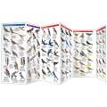 Washington Birds (Folding Pocket Guide)