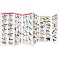 Washington State Wildlife  (Folding Pocket Guide)