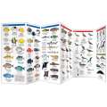 Hawaii Seashore Life (Folding Pocket Guide)