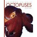Octopuses
