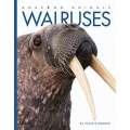 Walruses