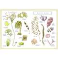 Fylling's Illustrated Guide to Pacific Coast Tide Pools