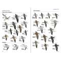 National Geographic Field Guide to the Birds of North America, 7th Edition