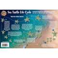 Sea Turtle Life Cycle LAMINATED CARD