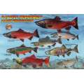 Pacific Northwest Salmon Lifecycle & Identification LAMINATED CARD