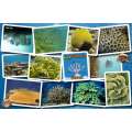 Caribbean Coral Identification Guide LAMINATED CARD