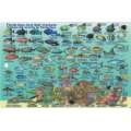 Turks & Caicos Dive Map & Reef Creatures Guide LAMINATED CARD