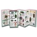 Cacti of the Desert Southwest - Book - Paracay