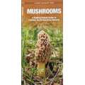 Mushrooms - A Folding Pocket Guide to Familiar North American Species - Laminated Pocket Guide - Paradise Cay Publications