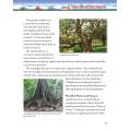 Discover Great National Parks: The Everglades - Book - Paracay