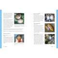 Let's Explore the Beach!  - Book - Paracay