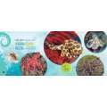 Mysterious, Marvelous Octopus - Book - Paracay
