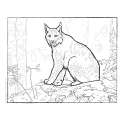 North American Wildlife Coloring Book - Book - Paracay