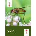 Pollinators of North America Playing Cards - Book - Paracay