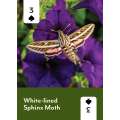Pollinators of North America Playing Cards - Book - Paracay