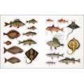 The Seashore Sticker Anthology - Book - Paracay