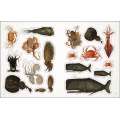 The Seashore Sticker Anthology - Book - Paracay