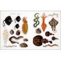 The Seashore Sticker Anthology - Book - Paracay