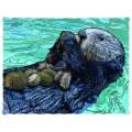 Marine Wildlife of the Pacific Northwest 2025 Calendar - Paracay