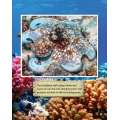 Incredible Creatures Of The Caribbean Sea - Book - Paracay