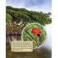 Incredible Creatures Of The Caribbean Sea - Book - Paracay