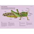 Insectorama: The Marvelous World Of Insects  - Book - Paracay