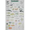 Mac'S Field Guide To Alaskan Wildlife - Book - ParacayMac'S Field Guide To Alaskan Wildlife - Book - Paracay