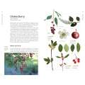 Edible Plants Of The Pacific Northwest - Book - Paracay