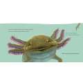 Meet The Wild Things: Hello, I'M An Axolotl - Book - Paracay