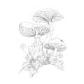 Woodland Wonderland: A Tranquil Coloring Retreat - Book - Paracay