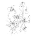 Woodland Wonderland: A Tranquil Coloring Retreat - Book - Paracay