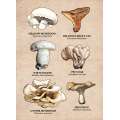 Mushrooms of the Pacific Northwest - Sticker Book - Paracay