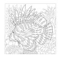Spectacular Ocean Creatures Coloring Book - Book - Paracay