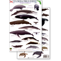 Florida Marine Mammals & Sea Turtles (Laminated 2-Sided Card)