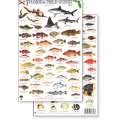 Florida Reef Fish Field Guide (Laminated 2-Sided Card)