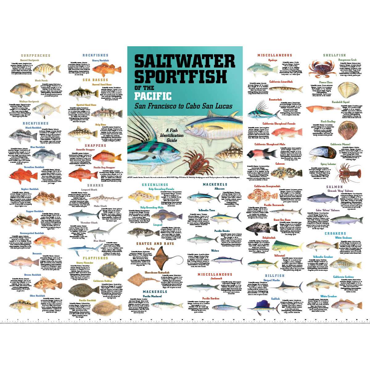 All Other Books :: Posters :: Saltwater Sport Fish of the Pacific: San  Francisco to Cabo San Lucas POSTER - Paradise Cay - Wholesale Books, Gifts,  Navigational Charts, On Demand Publishing