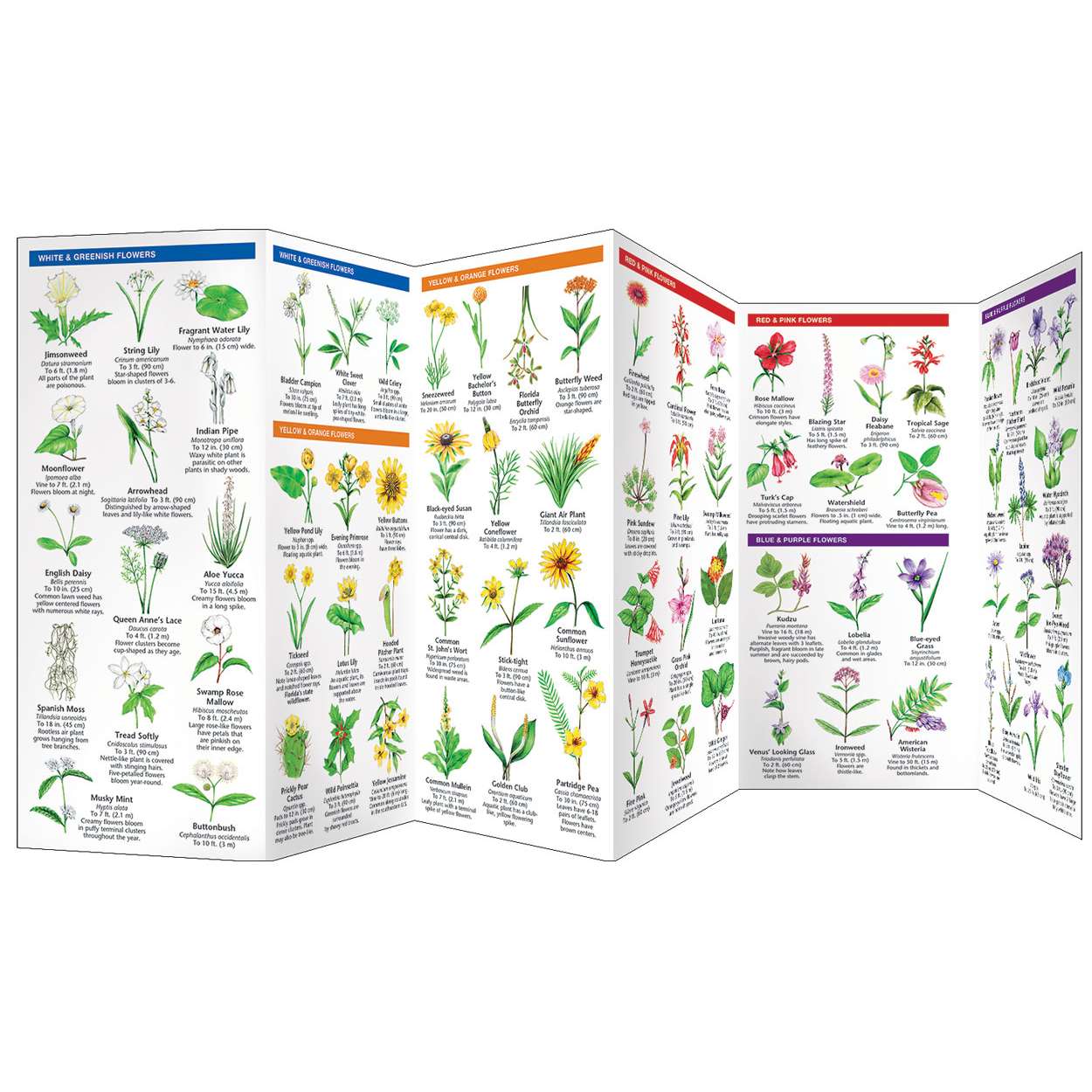 All Other Books Plant Flower Identification Guides Florida 