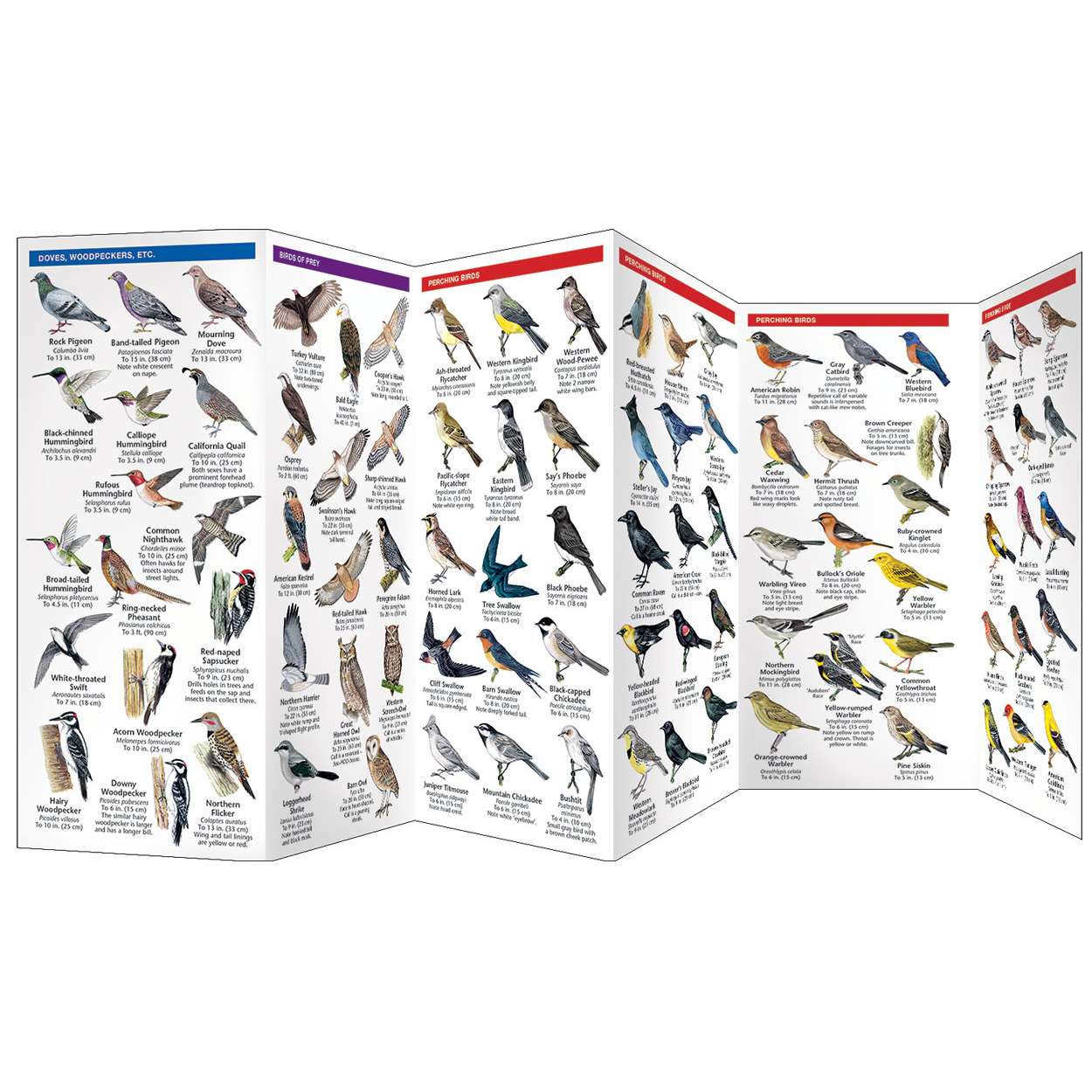 Outdoors, Camping & Travel :: All Outdoors Books :: Bird Identification ...