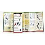 Bird Identification Guides :Sibley's Hummingbirds of North America (Folding Guides)