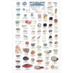 Northwest Coastal Invertebrates   (Laminated 2-Sided Card)