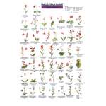 Pacific Coast / Pacific Northwest Field Guides :Pacific Northwest Wildflowers  (Laminated 2-Sided Card)