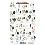 Pacific Coast / Pacific Northwest Field Guides :Northwest Trees  (Laminated 2-Sided Card)