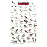 Pacific Northwest Field Guides :Northwest Park and Backyard Birds  (Laminated 2-Sided Card)