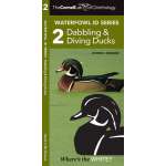 Bird Identification Guides :Cornell Lab of Ornithology Waterfowl ID: #2 Dabbling Ducks & Diving Ducks